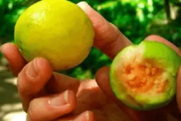 This Fruit Reduces Stress Faster than Insulin & Will Cause Brilliant Hair Development