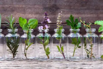 10 Herbs You can Grow Indoors in Water all Year Long