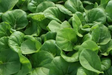 Dark Leafy Greens & the Importance of Nitric Oxide Production