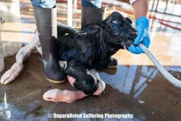 Photo of Newborn Calf Drinking Milk from a Hose will Make You Rethink Dairy