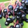 Scientists Verify Elderberry Beats the Flu, Prevents Colds & Strengthens the Immunity