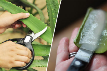 If You Grow these 10 Plants, You Will never Need to Spend Money on Toxic Beauty Products