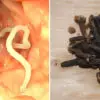 10 Warning Signs Your Body Is Full of Parasites + 7 Foods to Kill Them
