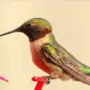 You Could Be Killing Hummingbird Populations: Here Is How to Save them