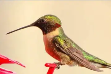 You Could Be Killing Hummingbird Populations: Here Is How to Save them