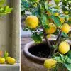 How to Grow Your Own Lemon Tree From Seed