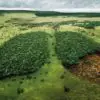 Norway: First Country that Bans Deforestation