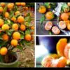 How to Grow Tangerines at Home: You Will Have Hundreds of Them!