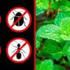 If You Have a Mint Plant in Your House, You Will never See Mice, Spiders or any other Insects!