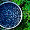 No Need to Buy Blueberries: Learn How to Grow them Easily in Your Home