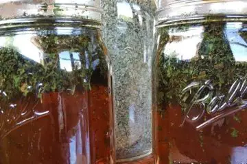 Nettle Infusions: Learn How to Make Them and Boost Your Energy & Vitality & Alleviate Allergies