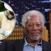Inspirational Stories: Morgan Freeman Converts His 124 Acre Ranch into a Bee Sanctuary to Save Bees