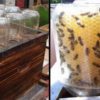 Amazing Story: A Man Invents a Homemade Beehive to Save the Bees!