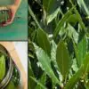 No more Varicose Veins & Joint Ache: This Simple Leaf Will Help You