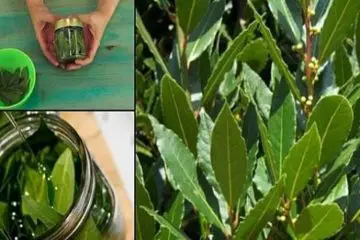 No more Varicose Veins & Joint Ache: This Simple Leaf Will Help You