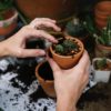 Gardening-A Natural Antidepressant, a Study Shows
