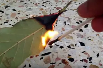Why You Need to Burn Bay Leaves: 3 Amazing Health Benefits