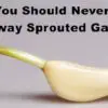 Never Throw Away Sprouted Garlic: This Is Why