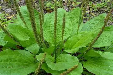 Do not Destroy this Common Weed that probably Grows in Your Garden: It Has Amazing Health Advantages