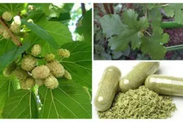 You Can Grow It Anywhere: Powerful Plant that Can Help with Tumors, Diabetes & Hypertension