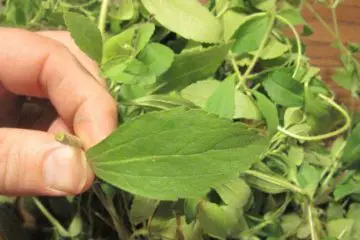 Want to Stop Smoking? This Herb Will Instantly Shrink Your Need for Nicotine