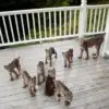 Alaskan Man Wakes Up to Find a Family of Lynx Playing on His Porch