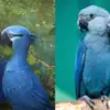 Disappointing News: Blue Macaw Parrot from the Movie Rio Is officially Extinct
