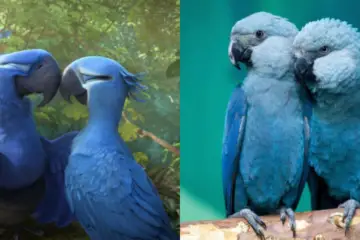 Disappointing News: Blue Macaw Parrot from the Movie Rio Is officially Extinct