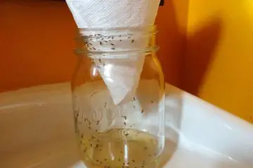 Get Rid of Fruit Flies with this DIY Trap