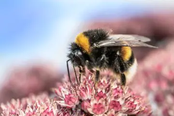 Sad News: Bumblebee Officially Added to Endangered Species List