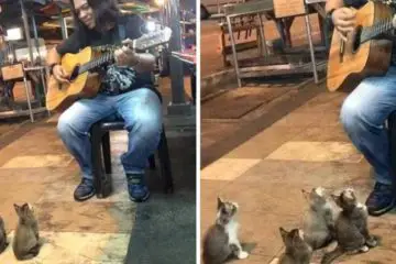 Street Singer Ignored by everyone until 4 Kittens Come to Show Support
