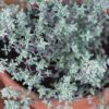 Thyme Can Destroy Strep Throat, Flu Virus & Fights Off Respiratory Infections