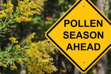 Achoo! Seasonal Allergies Are Here: Learn Useful Tips for an Easy Spring