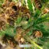 Amazing Story: A Beekeeper Trains His Bees to Make Honey with Cannabis Resin