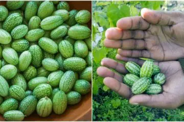 How to Grow Cucamelons at Home: The most Exciting Fruit You can Grow this Year