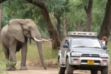 Sad & Shocking Sight: A Gentle Elephant Shot in the Head Walks Up to a Truck to Ask for Help