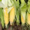 How Grow Your Own Healthy Sweet Corn at Home & 5 Ways to Use It