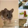 How to Get Rid of Mice Easily: 5 DIY Tricks that actually Work