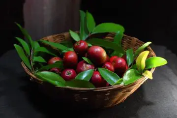 The Amazing Kokum Plant: Alleviates Anxiety & Depression & Helps with Weight Loss