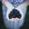 The 5 Amazing Benefits of Blackberry: It Fights Off Inflammation & Cancer