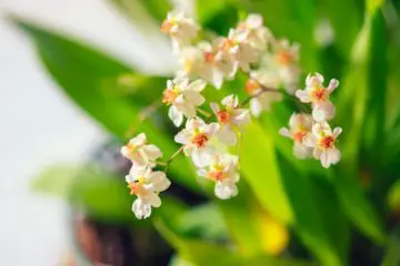 8 Best Smelling Houseplants to Perfume Your Home Naturally