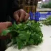Cilantro Successfully Removes Lead, Mercury & Arsenic from the Body, Scientists Claim