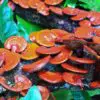 Reishi Mushrooms: the Secret of Longevity & Immortality?