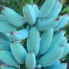 A Magical Fruit: Blue Java Bananas Better Your Digestion & Boost Your Mood