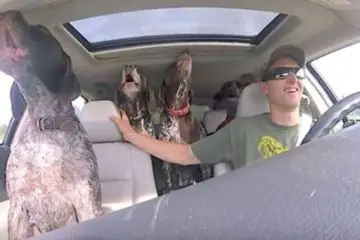 Life Is Beautiful: 4 Dogs Flip Out in Car when they Hear It Is Park Time!