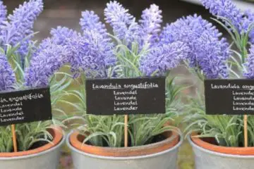 Keep Lavender in Your Bedroom: It Betters Sleep, Lowers Anxiety & Depression