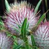 Milk Thistle Fights Off Cancer, Rosacea & Inflammation