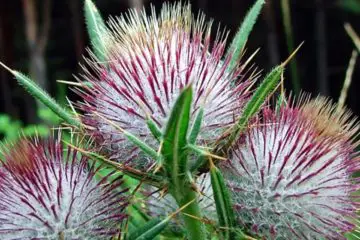 Milk Thistle Fights Off Cancer, Rosacea & Inflammation