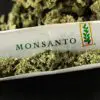 Corporate Takeover of Cannabis: How Are Bayer & Monsanto Trying to Take Over the Cannabis Market?