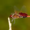 Summer Is Here, but so Are Mosquitoes: Repel them by Attracting Dragonflies in Your Garden